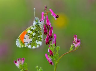 Step S�sl�s�&nbsp;(Anthocharis&nbsp;gruneri)   Halil �brahim Sar�