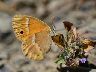 �ran Z�pz�p Perisi&nbsp;(Coenonympha&nbsp;saadi)   Halil �brahim Sar�