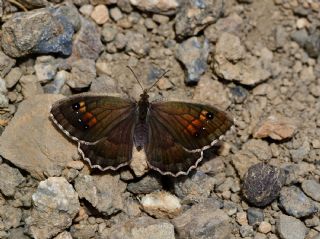 �ran Pirireisi&nbsp;(Satyrus&nbsp;iranicus)   Halil �brahim Sar�