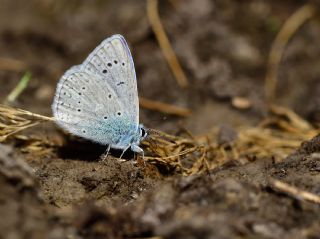 okgzl Buzul Mavi (Polyommatus buzulmavi)   Halil brahim Sar