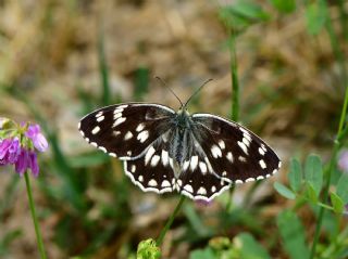 Kara Melike&nbsp;(Melanargia&nbsp;syriaca)   Halil �brahim Sar�