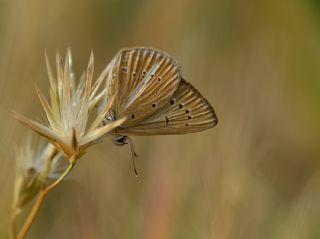 Dan�enko �okg�zl�s�&nbsp;(Polyommatus&nbsp;dantchenkoi)   Halil �brahim Sar�