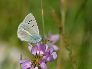 �okg�zl� Surako Mavisi&nbsp;(Polyommatus&nbsp;surakovi)   Halil �brahim Sar�