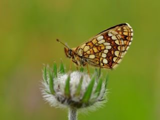 G�zel Amannisa&nbsp;(Mellicta &nbsp;aurelia)   Halil �brahim Sar�