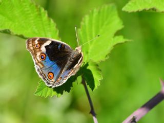 Dicle Gzeli (Junonia orithya)   Halil brahim Sar