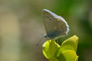 �okg�zl� Dafnis&nbsp;(Polyommatus&nbsp;daphnis)   Murat Kurtel