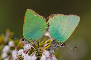 Z�mr�t&nbsp;(Callophrys&nbsp;rubi)   Murat Kurtel