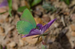 Z�mr�t&nbsp;(Callophrys&nbsp;rubi)   Murat Kurtel