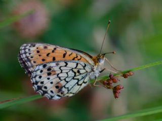 �ran Brentisi&nbsp;(Brenthis&nbsp;mofidii)   Murat Kurtel