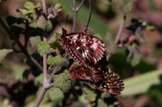 G�ney Fistosu&nbsp;(Zerynthia&nbsp;polyxena)   Murat Kurtel