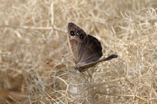 �ran Pirireisi&nbsp;(Satyrus&nbsp;iranicus)   Murat Kurtel