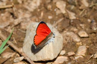 Da� Ate�i&nbsp;(Lycaena&nbsp;thetis)   Murat Kurtel