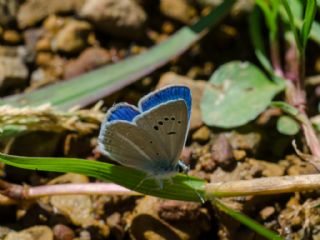 Lacivert Anadolu �okg�zl�s�&nbsp;(Polyommatus&nbsp;actis )   Murat Kurtel