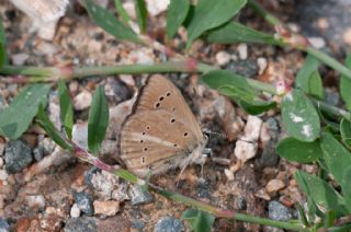 Erivan Anormal �okg�zl�s�&nbsp;(Polyommatus&nbsp;eriwanensis)   Murat Kurtel