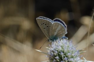 �okg�zl� T�rk Mavisi&nbsp;(Polyommatus&nbsp;turcicus)   Murat Kurtel