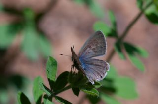 Mavi Zebra&nbsp;(Leptotes&nbsp;pirithous)   Murat Kurtel