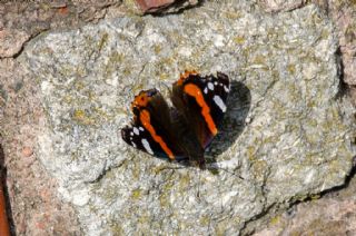 Atalanta (Vanessa atalanta)   Murat Kurtel