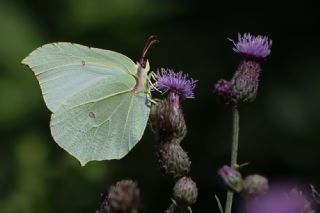 Orakkanat (Gonepteryx rhamni)   Serhat Karaglle