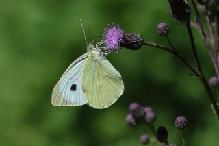 Byk Beyazmelek  (Pieris brassicae)   Serhat Karaglle