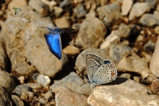 Çokgözlü Gümüş Mavi (Albulina loewii)   Salih Kayhan
