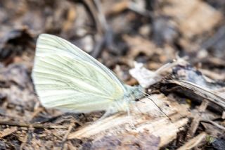 Yalanc� Beyazmelek&nbsp;(Pieris&nbsp;pseudorapae)   Salih Kayhan