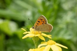 Benekli Bak�r G�zeli&nbsp;(Lycaena&nbsp;phlaeas)   Salih Kayhan