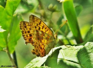 K���k Brentis&nbsp;(Brenthis&nbsp;ino)   M.Co�kun Sancar