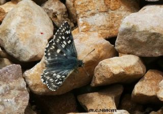 Suriye Zpzp (Muschampia nomas)   M.Cokun Sancar
