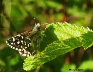 Ege Z�pz�p�&nbsp;(Pyrgus&nbsp;melotis)   M.Co�kun Sancar