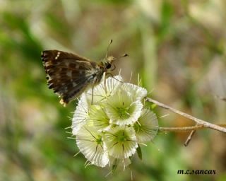 Hatmi Zpzp (Carcharodus alceae)   M.Cokun Sancar