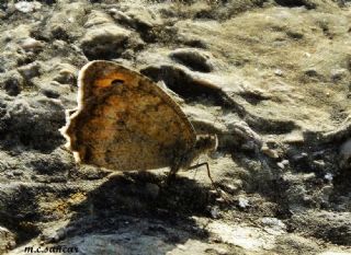 ? Tan�ms�z T�r&nbsp;(n/a&nbsp;NA)   M.Co�kun Sancar