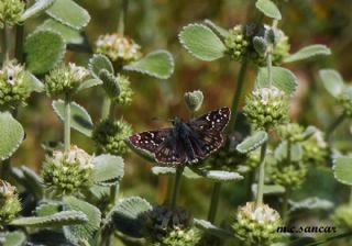 spanyol Zpzp (Pyrgus armoricanus)   M.Cokun Sancar