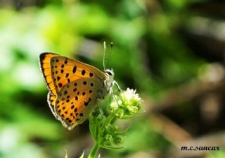 Alev Ategzeli (Lycaena kefersteinii)   M.Cokun Sancar