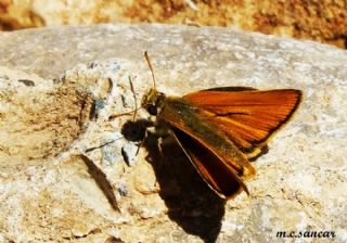 ? Tanmsz Tr (n/a NA)   M.Cokun Sancar