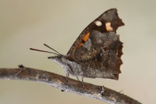 itlembik Kelebei (Libythea celtis)   zgr Koak