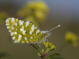 Da Oykls (Euchloe ausonia)   zgr Koak