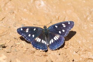 Akdeniz Hanmeli Kelebei (Limenitis reducta)   zgr Koak