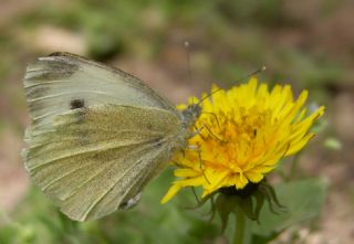 Mann'n Beyazmelei (Pieris mannii)   zgr Koak