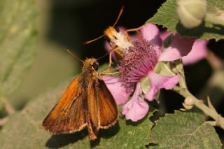 Sar Lekeli Zpzp (Thymelicus acteon)   zgr Koak