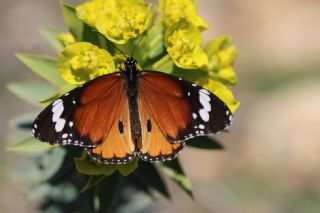 Sultan (Danaus chrysippus)   zgr Koak