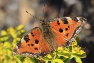 Karaaa Nimfalisi (Inachis polychloros)   zgr Koak