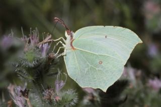 Anadolu Orakkanad (Gonepteryx farinosa)   zgr Koak