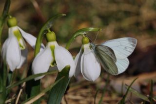 Yalanc Beyazmelek (Pieris pseudorapae)   zgr Koak