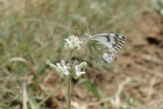 Doruklarn Beneklimelei (Pontia callidice)   zgr Koak