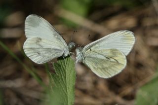 Narin Orman Beyaz (Leptidea sinapis)   zgr Koak