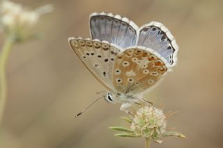 okgzl Anadolu illi Mavisi (Polyommatus ossmar)   zgr Koak