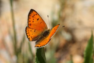 Anadolu Ate Gzeli (Lycaena asabinus)   zgr Koak