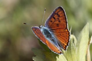 Byk Mor Bakr Gzeli (Lycaena alciphron)   zgr Koak