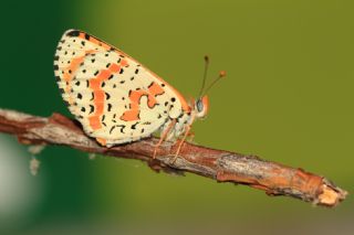 Benekli parhan (Melitaea didyma)   zgr Koak