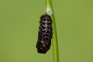 parhan (Melitaea cinxia)   zgr Koak